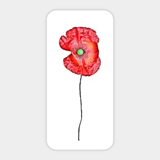 Red Poppy Sticker